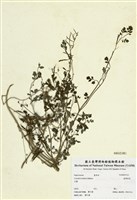 藏品(臺灣黃菫)的圖片